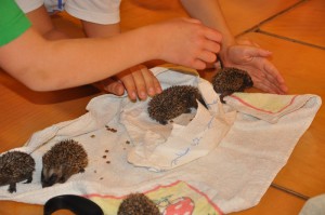 Igel büxen aus